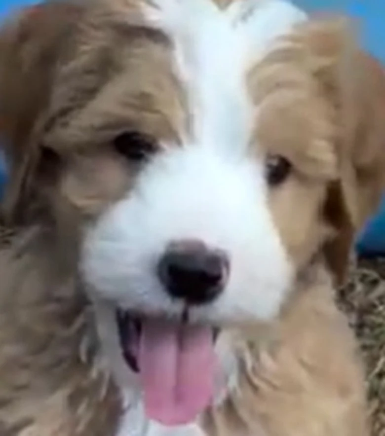 Hairys Cute Face close up with his tongue out